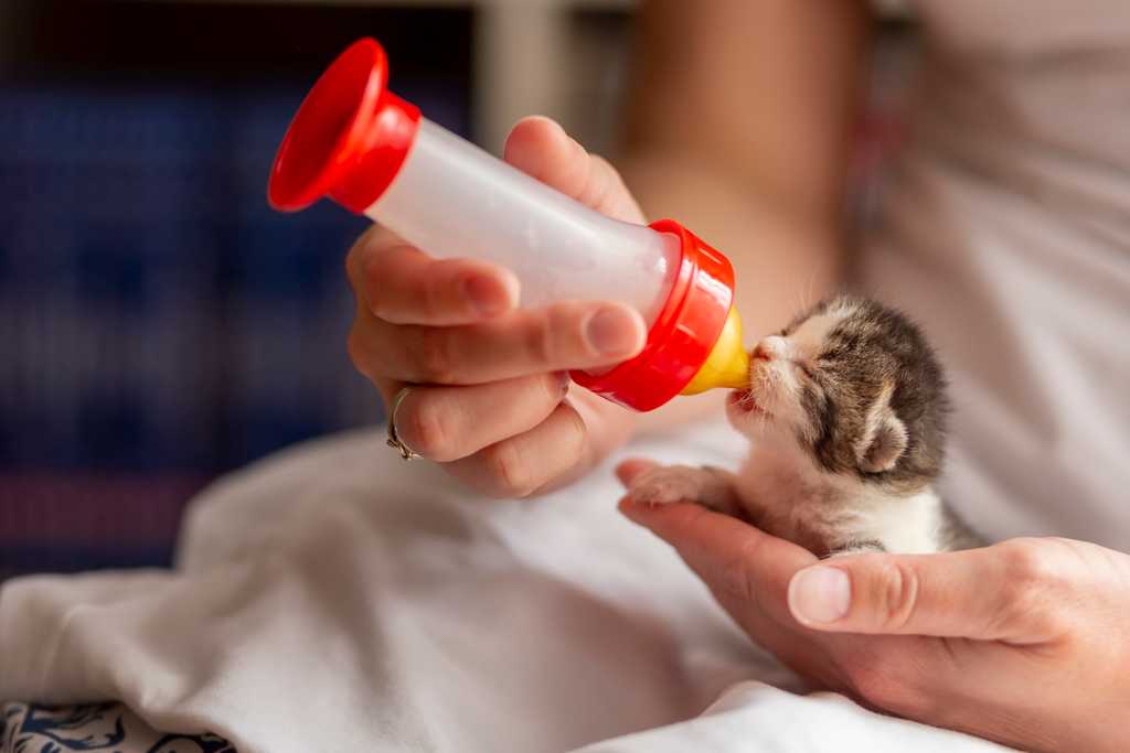 Newborn kitten being bottle fed in someone's lap.