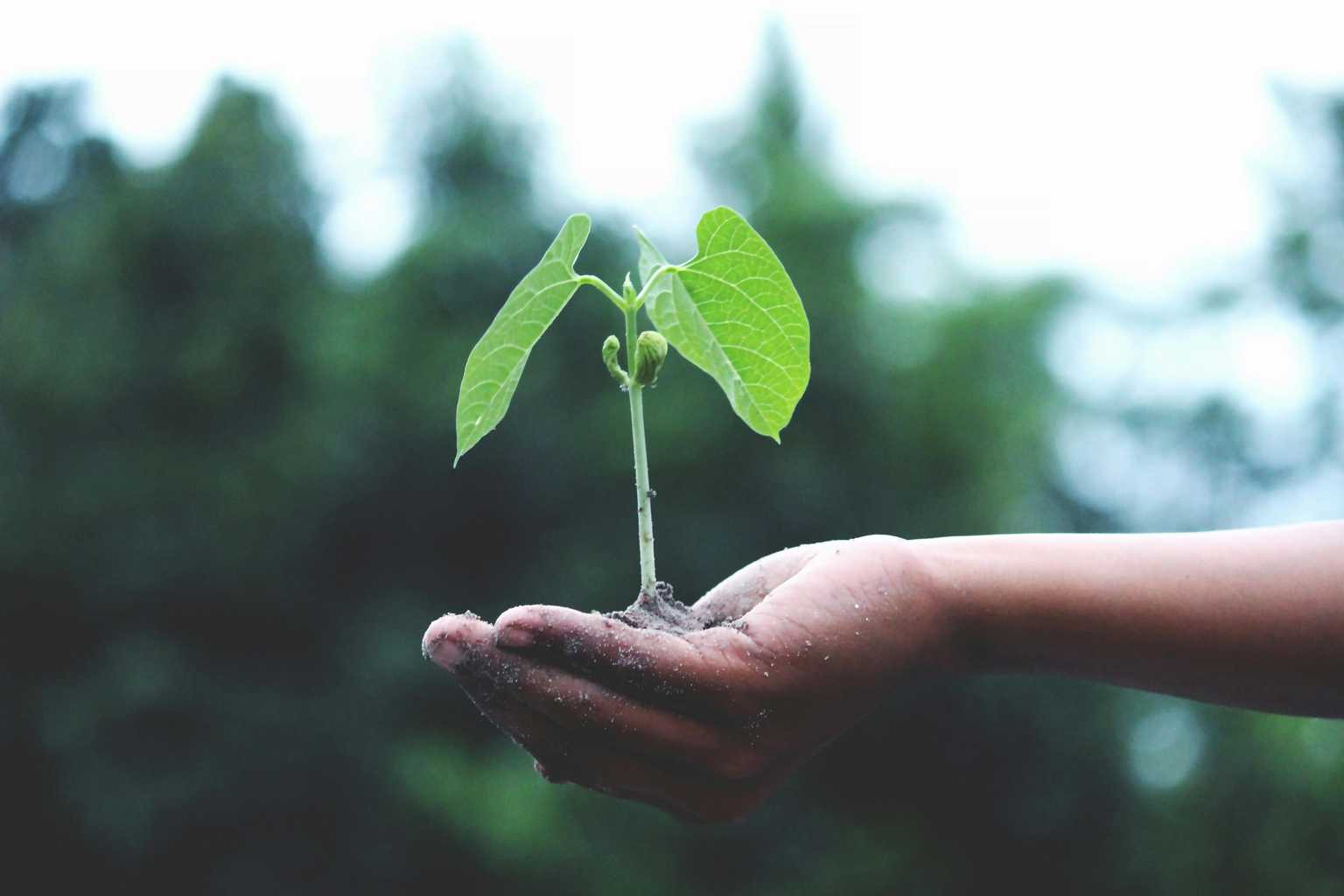 growth and capacity building plant growing