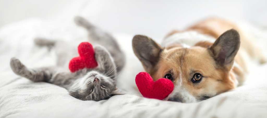 cat and dog with knit red hearts