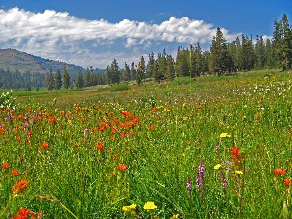 wildflower meadow